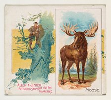 Moose, from Quadrupeds series (N41) for Allen & Ginter Cigarettes, 1890. Creator: Allen & Ginter.