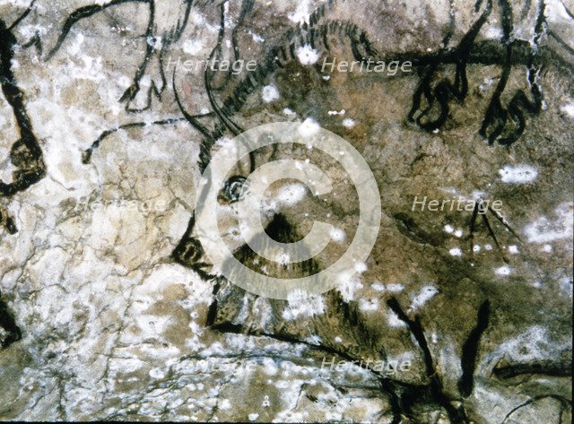 Detail of a wounded bison, part of an overlapping of figures, it has been painted tracing his pro…