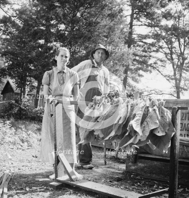 Possibly: Stringing tobacco, Granville County, North Carolina, 1939. Creator: Dorothea Lange.