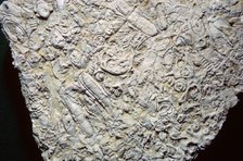 Fossil shells in limestone. Artist: Unknown