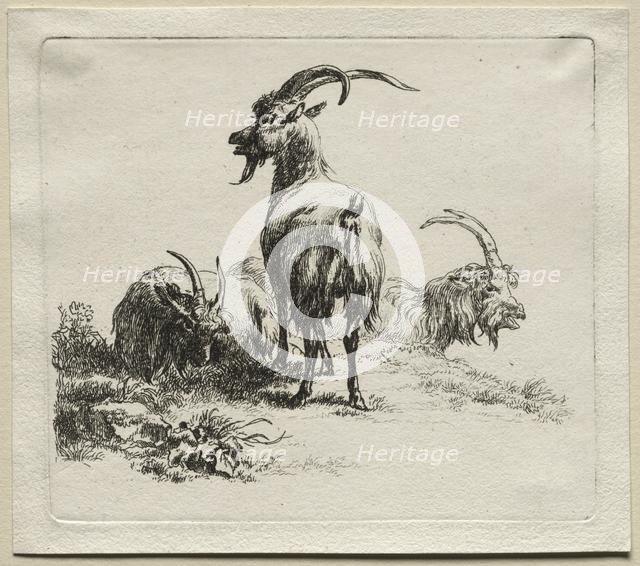 Three Goats. Creator: Nicolaes Berchem (Dutch, 1620-1683).
