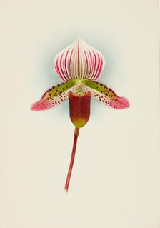 Orchid: Cypripedium Smithae, 1907. Creator: Frederick William Bolas.