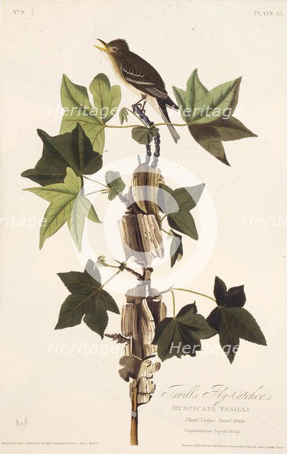 Traill's flycatcher. From "The Birds of America", 1827-1838. Creator: Audubon, John James (1785-1851).