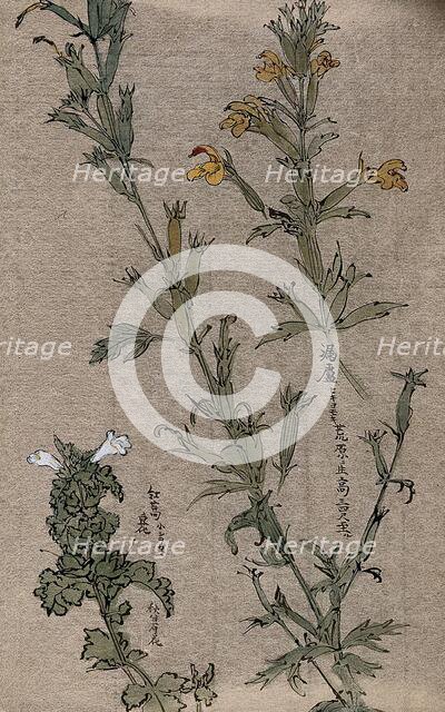 Two plants, possibly louseworts (Pedicularis species): flowering stems. Creator: Unknown.