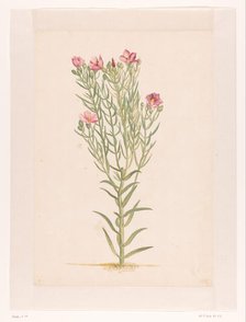 Plant with pink flowers, 1668-1729. Creator: Vincent Laurentz van der Vinne I.