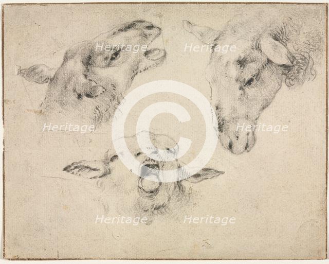 Sheep Heads, second or third quarter 1800s. Creator: Wouter Verschuur (Dutch, 1812-1874).