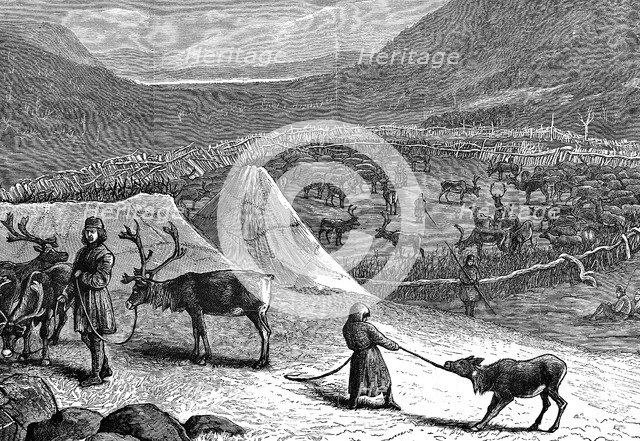 Herd of Reindeer, Lapland, 1882. Artist: Unknown