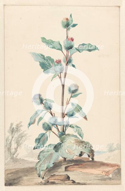 Thistle, 1725-1792. Creator: Aert Schouman.