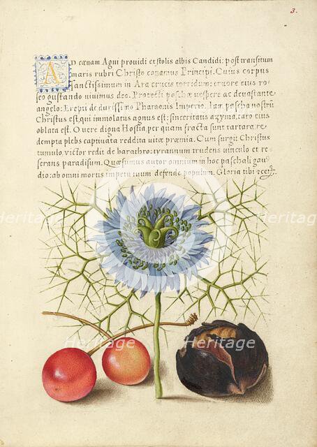 Love-in-a-Mist, Sweet Cherry, and Spanish Chestnut, 1561-1562; illumination added 1591-1596. Creator: Joris Hoefnagel.