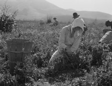 Migratory workers harvesting peas near Nipomo, California, 1937. Creator: Dorothea Lange.