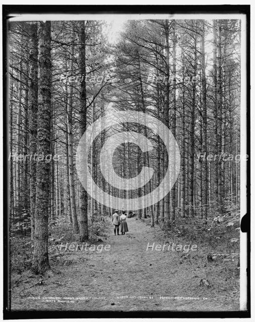 Cathedral Woods, North Conway, White Mountains, c1900. Creator: Unknown.