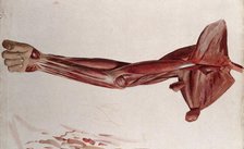 Dissection showing the muscles of the arm and shoulder, front view, (1833?). Creator: Johann Conrad Zeller.