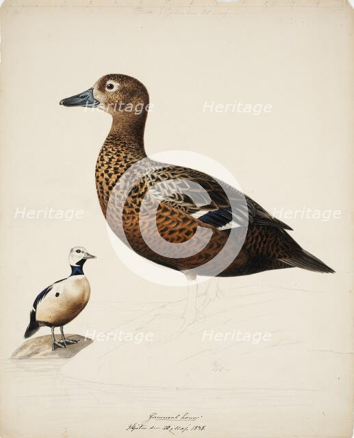 Steller's Eider; unfinished, 1838. Creator: Magnus von Wright.