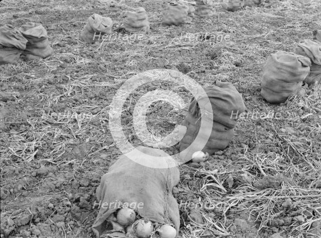 Onions drying in sacks in the field, Malheur County, Oregon, 1939. Creator: Dorothea Lange.