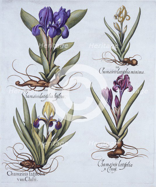 Variegated Dwarf Bearded Iris, Mauve Dwarf Bearded Iris, Cream Coloured Dward Bearded Iris, Blue Swa