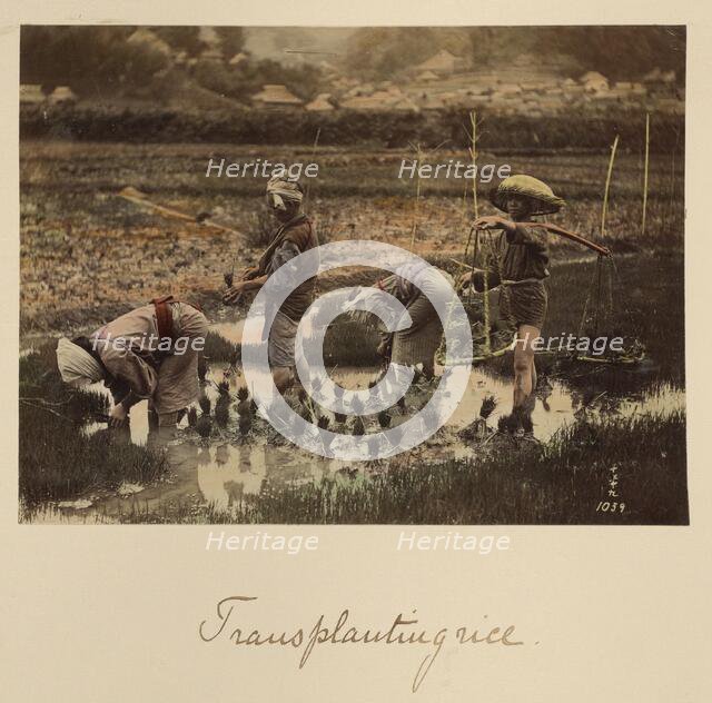 Transplanting rice, about 1873-1883. Creator: Shinichi Suzuki I.