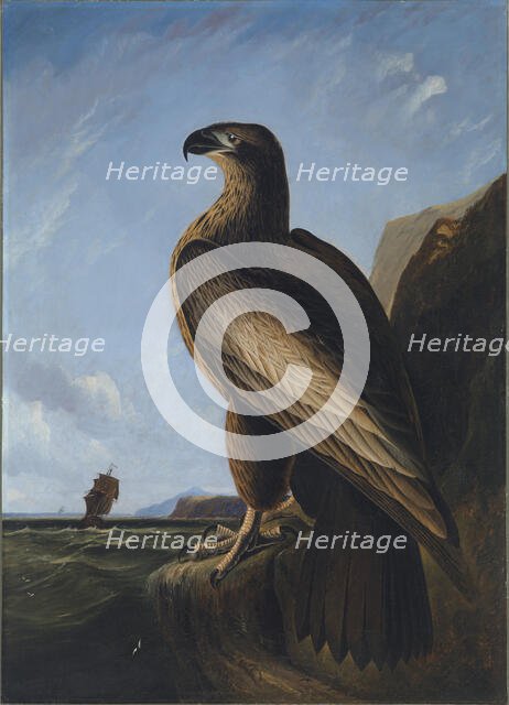 Washington Sea Eagle, ca. 1836-1839. Creator: John James Audubon.