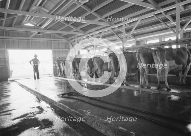 FSA Mineral King Farm Cooperative Association, Tulare County, California, 1939. Creator: Dorothea Lange.