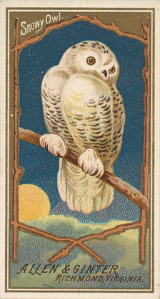Snowy Owl, from the Birds of America series (N4) for Allen & Ginter Cigarettes Brands, 1888. Creator: Allen & Ginter.