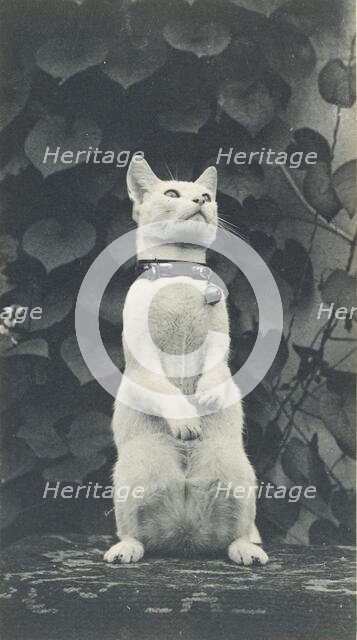 Cat in Eakins's Yard, c. 1880-1890. Creator: Thomas Eakins.