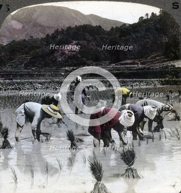 Transplanting rice in a paddy field, Japan, 1904.Artist: Underwood & Underwood