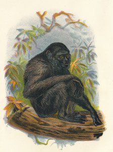 'The Siamang Gibbon', 1897. Artist: Henry Ogg Forbes.