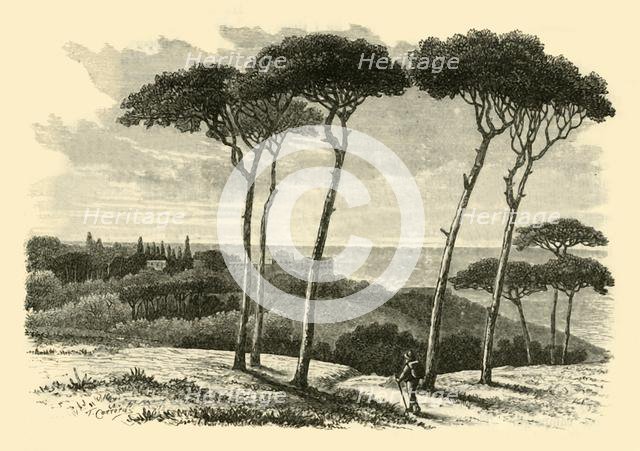 'Tusculum', 1890.   Creator: Unknown.