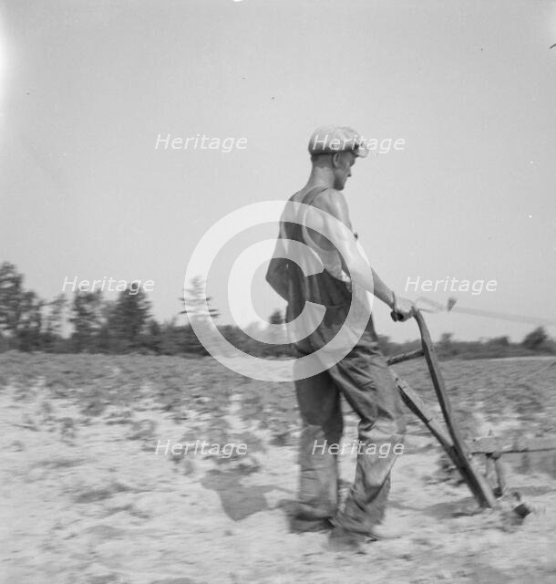 White tenant farmer works on shares. North Carolina, 1936. Creator: Dorothea Lange.