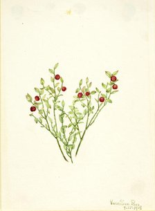 Grouse Whortleberry (Vaccinium scoparium), 1918. Creator: Mary Vaux Walcott.