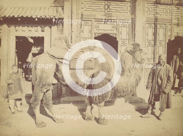 Pekin. No. 923, 1867. Creator: Attributed to Lai Fong.