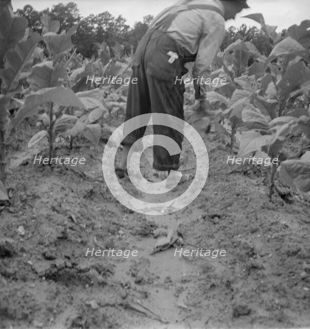 Possibly: White sharecropper, Mr. Taylor, Granville County, North Carolina, 1939. Creator: Dorothea Lange.