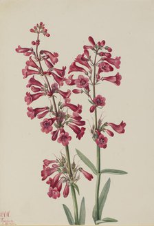 Parry's Penstemon (Penstemon parryi), 1927. Creator: Mary Vaux Walcott.