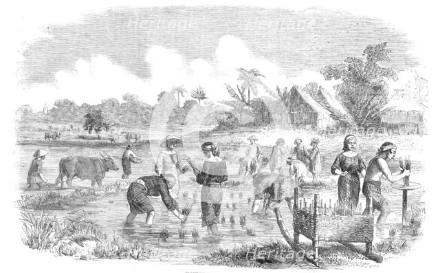 Planting Rice in Manilla, 1857. Creator: Unknown.