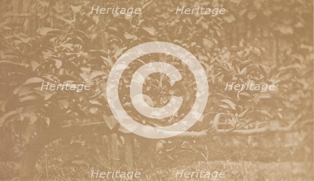 [Apple Tree Branch], ca. 1856. Creator: Unknown.