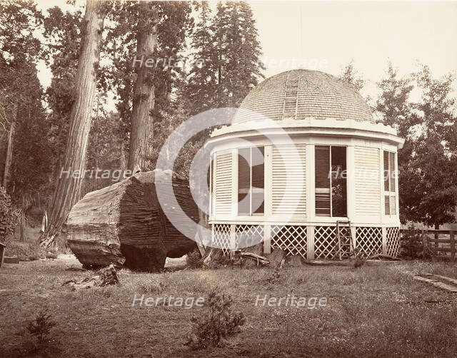 The House Built over the Stump of a Big Tree, 1865-66, printed ca. 1876. Creator: Carleton Emmons Watkins.