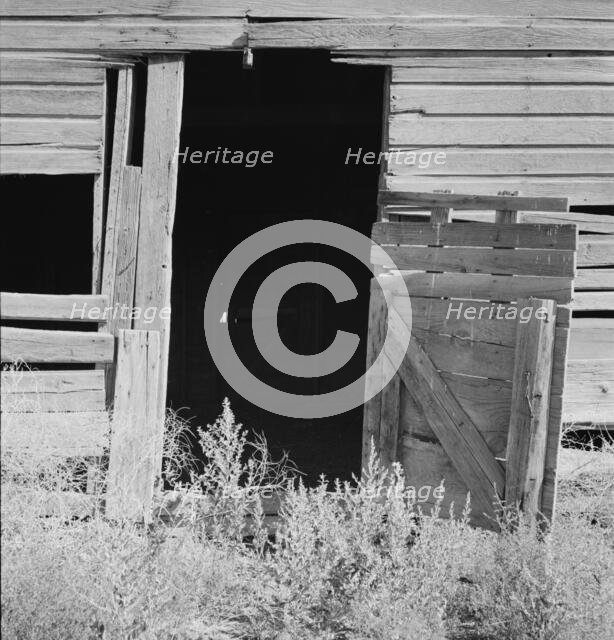 Weeds crowd the barn door abandoned in Columbian Basin, Grant County, Washington, 1939. Creator: Dorothea Lange.
