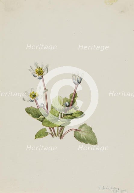 Elkslip (Caltha leptosepala), 1916. Creator: Mary Vaux Walcott.