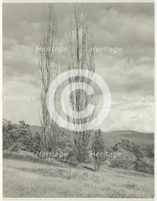 Poplars—Lake George, 1935. Creator: Alfred Stieglitz.