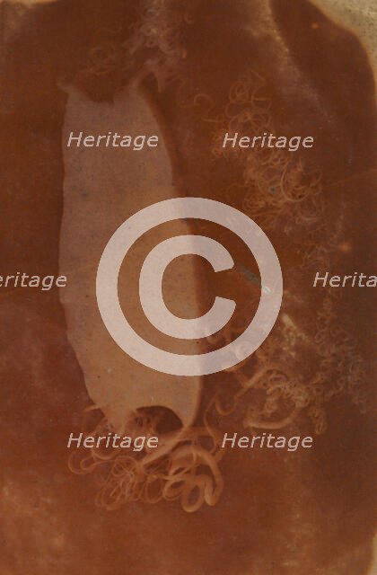 Shark Egg Case, 1840-45. Creator: Unknown.