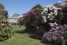 Rhododendrons,  Kenwood House, Hampstead Heath, Hampstead, London, NW3, England. Creator: Ethel Davies;Davies, Ethel.