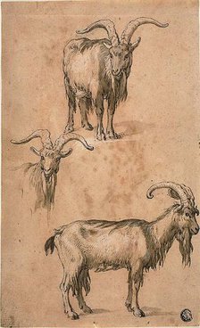 Three Sketches of a Goat (recto) Drapery of Standing Female Figure (verso), c.1610. Creator: Abraham Bloemaert.