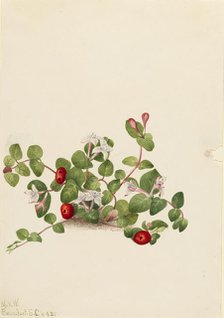Partridgeberry (Mitchella repens), 1925. Creator: Mary Vaux Walcott.
