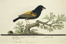 Euplectes capensis (Yellow bishop), 1777-1786. Creator: Robert Jacob Gordon.