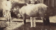 My Pegu Pony, 1858-61. Creator: Unknown.