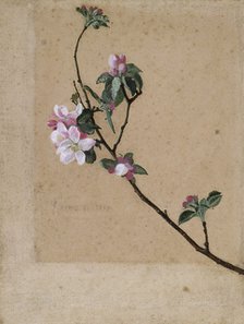 'Apple Blossom', 1869. Artist: Walter Crane.