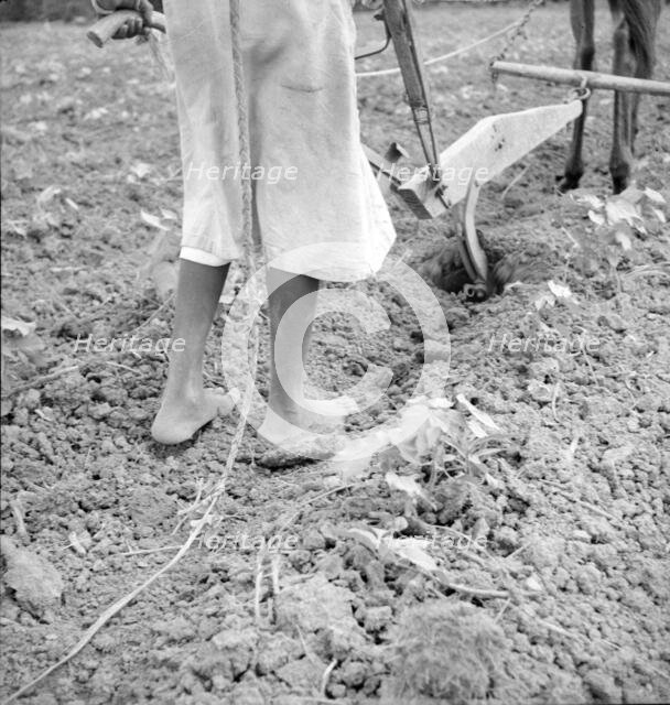 Alabama plow girl, Near Eutaw, Alabama, 1936. Creator: Dorothea Lange.