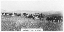 Harvesting wheat, Australia, 1928. Artist: Unknown