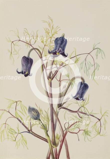 Leather Flower (Clematis hirsutissima), ca. 1930s. Creator: Mary Vaux Walcott.