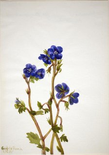 Phacelia (Phacelia parryi), 1935. Creator: Mary Vaux Walcott.