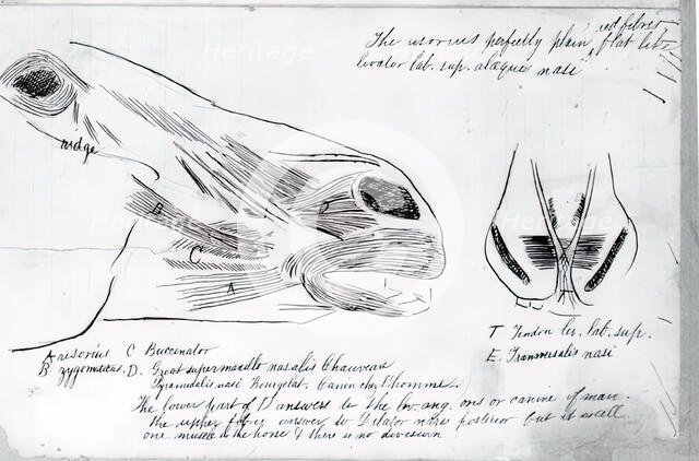 (Untitled) (Anatomical Study Of Horse's Head), 1878. Creator: Thomas Eakins.